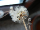 Senecio kleiniiformis (2011, Aug.25)