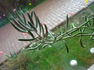 Senecio mandraliscae (2009, May 07)