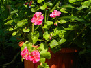 DSCN8177
