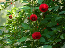 DSCN8178