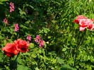 DSCN8184