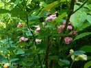 DSCN8185