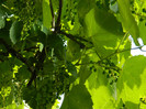 DSCN8196