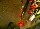 DSCN8208