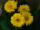 DSCN8221