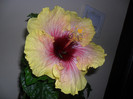 Tahitian a doua zi