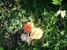 DSC05011