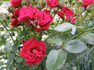 P4237258