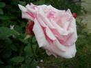 P4237263