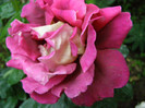 P4237267