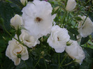 P4247269
