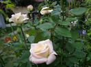 P4247277