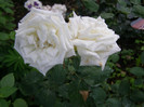 P4247270