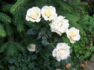 P4247272