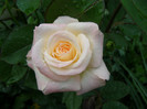 P4247276
