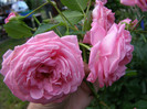 P4247275