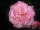 Picture 002
