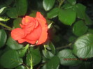 Picture 003