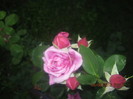 Picture 004