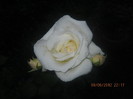 Picture 006