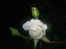 Picture 007