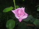 Picture 008