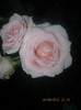 Picture 009