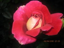 Picture 010