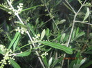 maslin  in  plina  floare