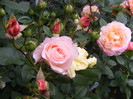 Augusta Luise