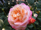 Augusta Luise