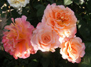 Augusta Luise