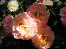Augusta Luise