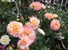 Augusta Luise