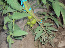 DSC00587