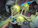 DSC00591