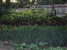 DSC00606