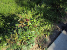 DSC00616