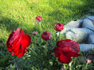 DSC00617