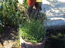 DSC00631