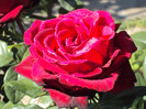 DSC00636