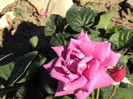 DSC00640