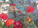 DSC00641