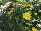DSC00651