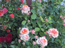 DSC00653