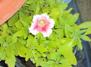 DSC00654