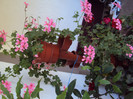 DSC00655