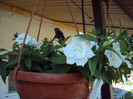 DSC00656