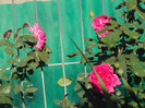 DSC00665
