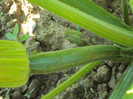 DSC00674